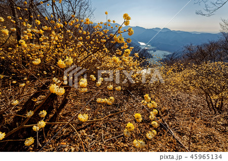 丹沢・ミツバ岳のミツマタ群落と丹沢湖の眺め 45965134