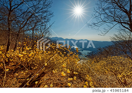 丹沢・ミツバ岳のミツマタ群落と丹沢湖の眺め 45965184