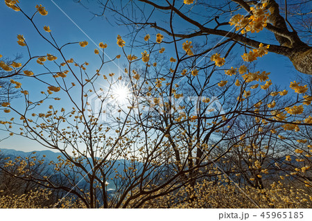 丹沢・ミツバ岳のミツマタ群落と丹沢湖の眺め 45965185