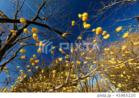丹沢・ミツバ岳のミツマタ群落と青空 45965220