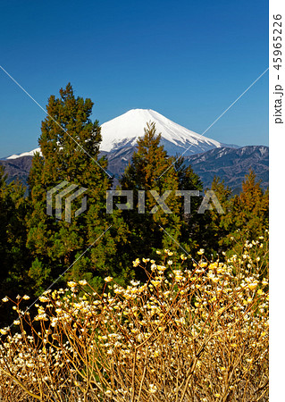 ミツマタ咲く丹沢・ミツバ岳から見る早春の富士山 ミツマタ咲く丹沢・ミツバ岳から見る早春の富士山 45965226