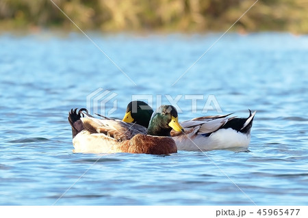 カモは遊泳中 45965477