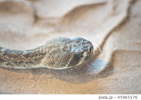 Rattlesnake ( crotalus) close up view Rattlesnake ( crotalus) close up view 45965576