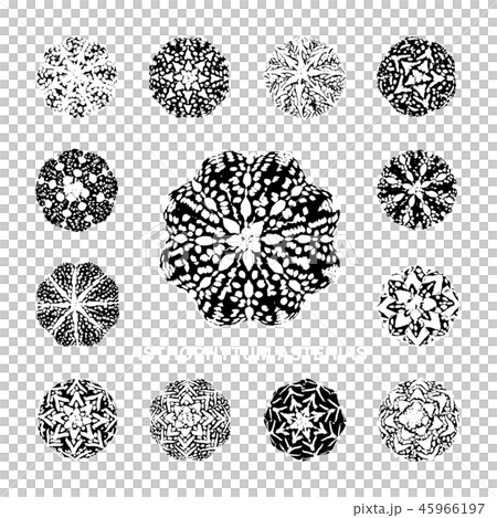 CACTUS06_Astrophytum Asterias on red paper texture 45966197