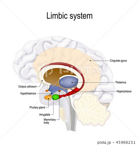 human brain. limbic system 45966231