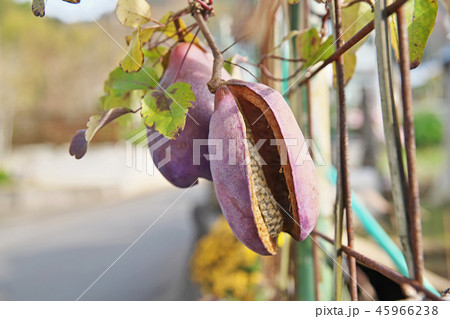 口が開いたアケビの実 45966238