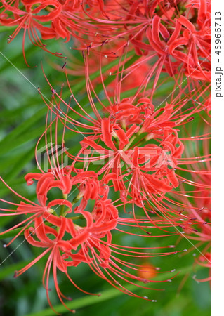 古見公園の彼岸花 45966713