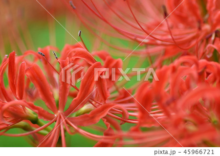 古見公園の彼岸花 古見公園の彼岸花 45966721