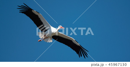 Flying stork under blue sky (Ciconia ciconia) 45967130