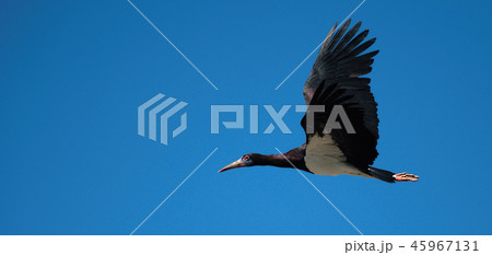 Black stork (Ciconia nigra) in flight 45967131
