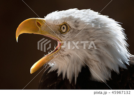American eagle with open beak 45967132