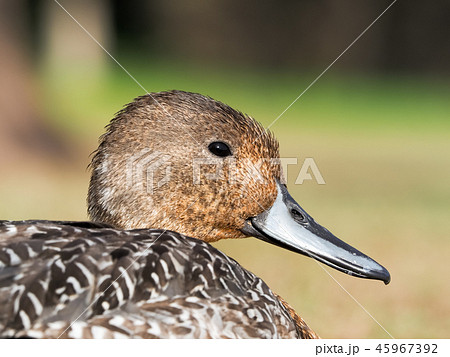 オナガガモのアップ 45967392