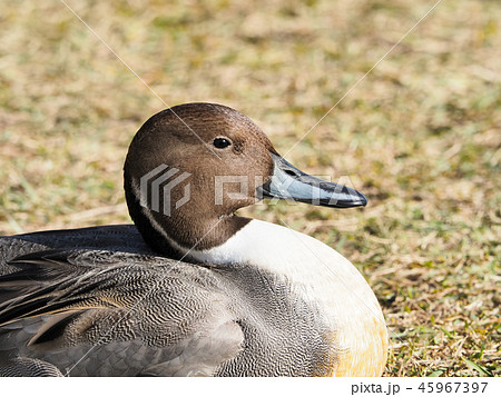 オナガガモのオス 45967397