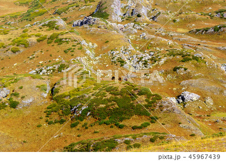horses on a mountain pasture 45967439