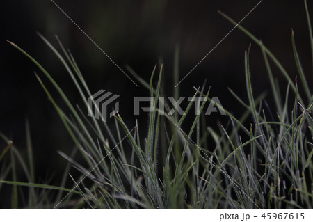 Grass Leaf Blades Emerging From Burnt Clump 45967615