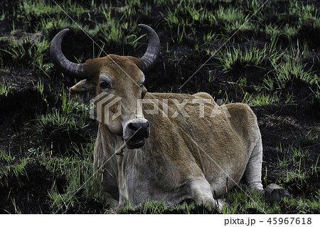 Southern African Cattle Nguni Bull In Burnt Field 45967618