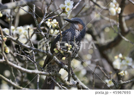 梅の花　三原市三景園の梅園 45967693