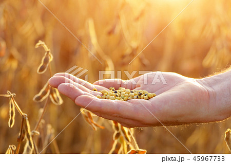 Harvest ready soy beans in human hand  45967733