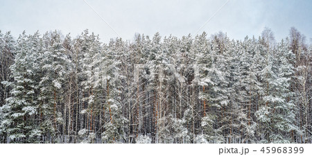 Snowy winter landscape Snowy winter landscape 45968399