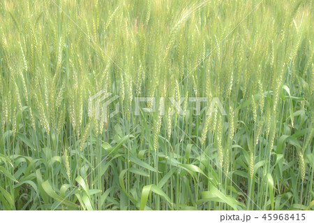 景色 風景 植物 45968415