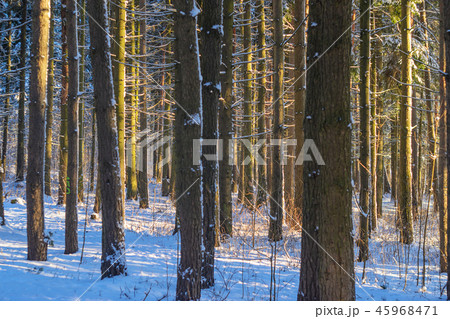 Sunset in snowy winter fir forest 45968471