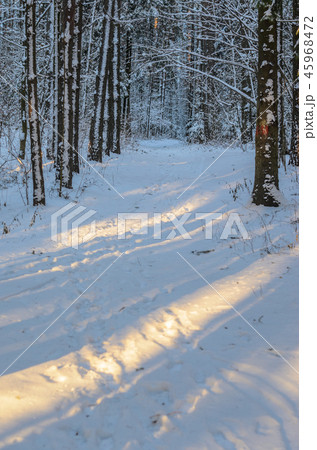 Sunset in snowy winter fir forest Sunset in snowy winter fir forest 45968472
