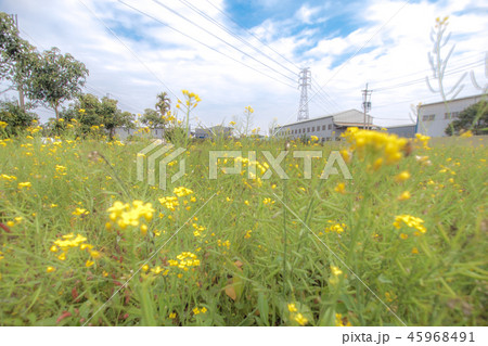 草 芝生 芝 45968491