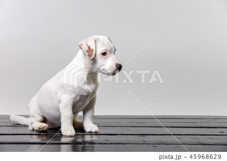 Alone cute pug dog sad and sit on beach chair. Copy spase 45968629