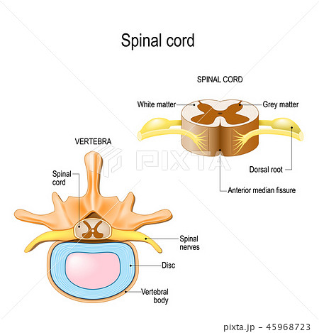 spinal cord spinal cord 45968723