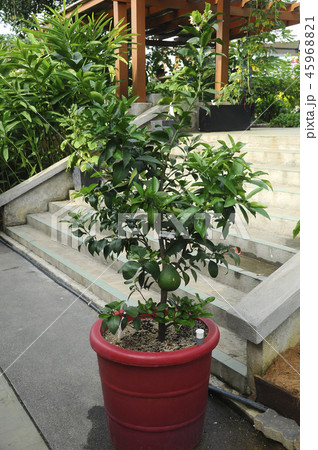Citrus Grandis. Citrus Grandis. 45968821