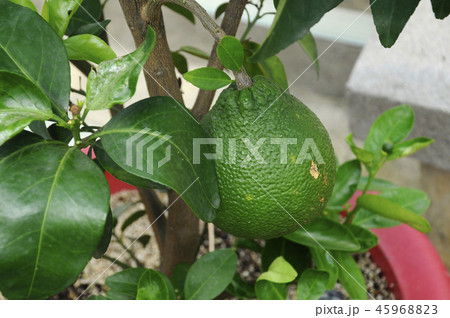 Citrus Grandis. 45968823