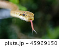ヘビの接写 45969150