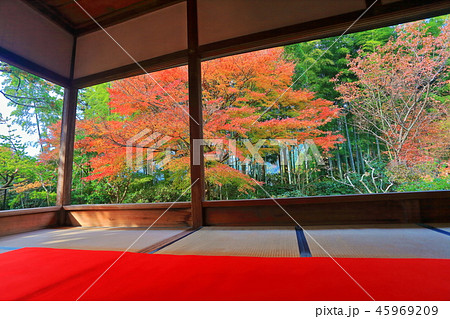 紅葉の宝泉院（京都大原） 45969209