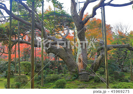 大原宝泉院　五葉の松 45969275
