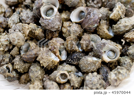 チンボーラー(カンギクガイ) チンボーラー(カンギクガイ) 45970044