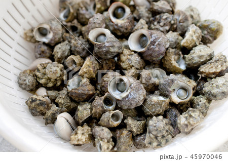 チンボーラー（カンギクガイ） 45970046