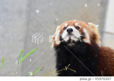 粉雪を楽しむレッサーパンダ ティアラ② 粉雪を楽しむレッサーパンダ ティアラ② 45970307