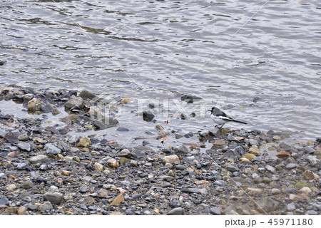 京都鴨川　セキレイ 45971180