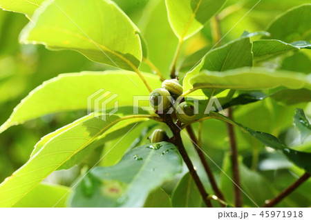 アラカシの若いドングリ 45971918