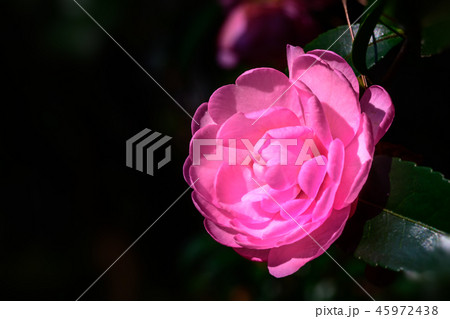 Camellia japonica 45972438