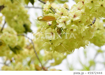 Very unusual Green cherry tree "UKON SAKURA" Very unusual Green cherry tree "UKON SAKURA" 45972444