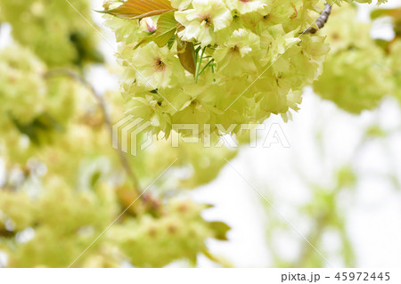Very unusual Green cherry tree "UKON SAKURA" 45972445