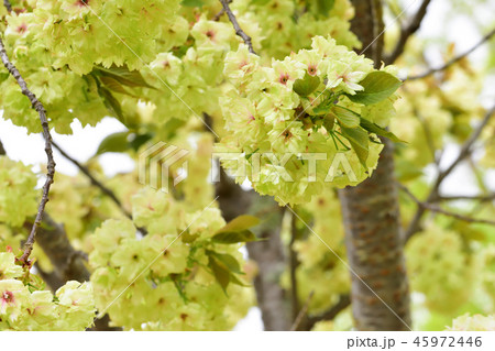 Very unusual Green cherry tree "UKON SAKURA" Very unusual Green cherry tree "UKON SAKURA" 45972446