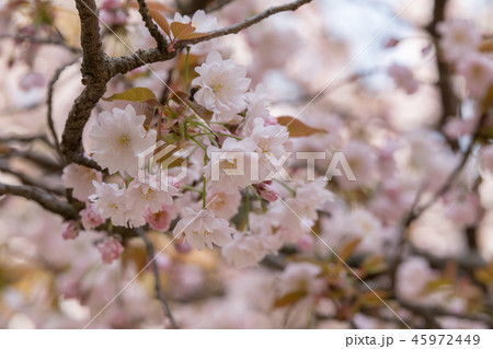 Prunus lannesiana 'Narano Kokonoe Zakura' 45972449