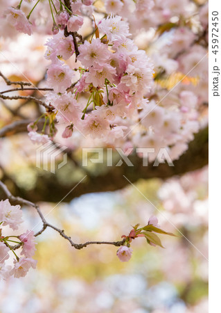 Prunus lannesiana 'Narano Kokonoe Zakura' 45972450