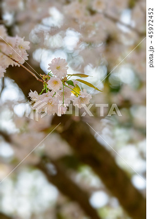 Prunus lannesiana 'Narano Kokonoe Zakura' 45972452