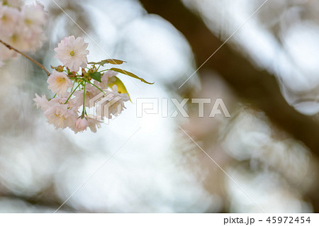 Prunus lannesiana 'Narano Kokonoe Zakura' 45972454