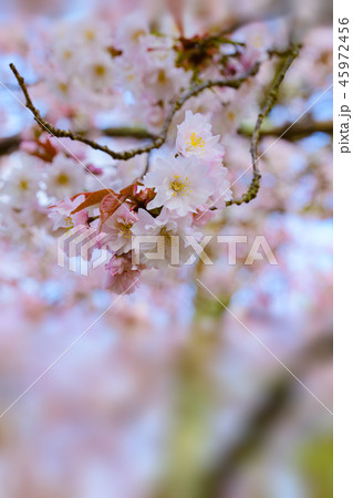 Prunus lannesiana 'Narano Kokonoe Zakura' Prunus lannesiana 'Narano Kokonoe Zakura' 45972456