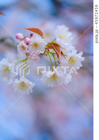 Prunus lannesiana 'Narano Kokonoe Zakura' 45972459