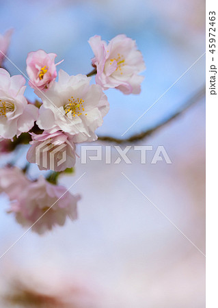 Prunus lannesiana 'Narano Kokonoe Zakura' Prunus lannesiana 'Narano Kokonoe Zakura' 45972463